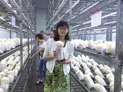 農科新星“滬猴3號”成功轉讓，為猴頭菇全產業鏈發展注入強勁動能